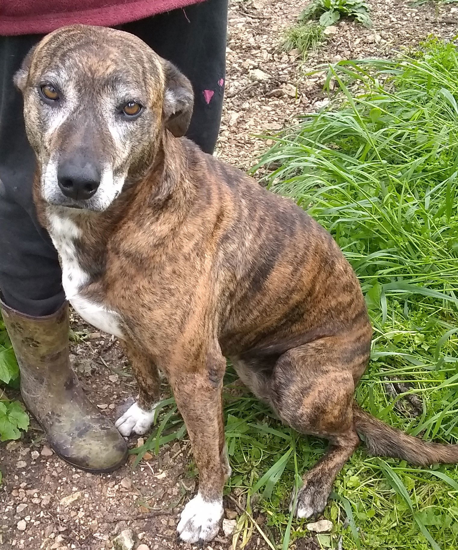 Babe, an adoptable Hound in Cabool, MO, 65689 | Photo Image 1