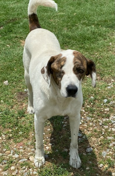 Bianca, an adoptable Pointer, Spaniel in Farmersville, TX, 75442 | Photo Image 1