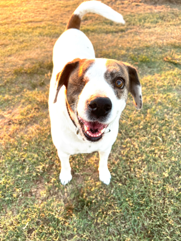 Bianca, an adoptable Pointer, Spaniel in Farmersville, TX, 75442 | Photo Image 1