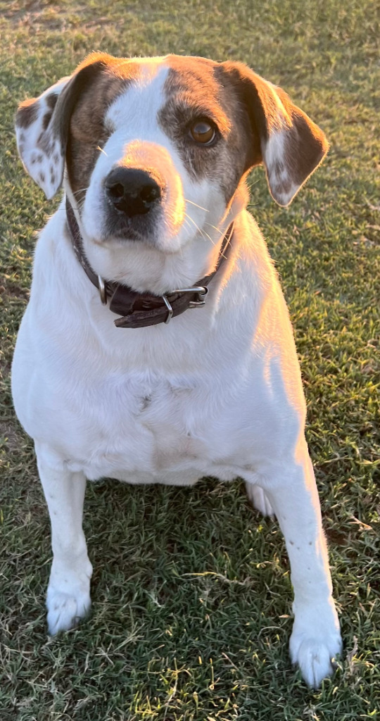 Bianca, an adoptable Pointer, Spaniel in Farmersville, TX, 75442 | Photo Image 1