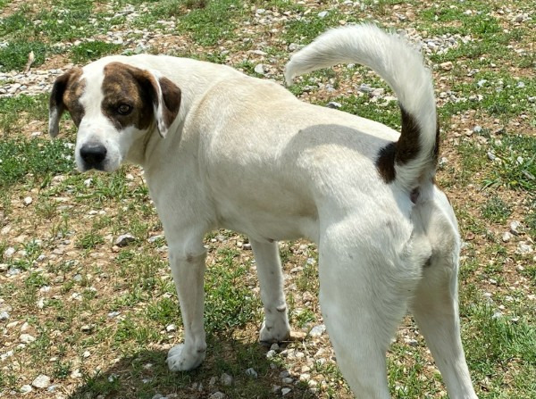 Bianca, an adoptable Pointer, Spaniel in Farmersville, TX, 75442 | Photo Image 2