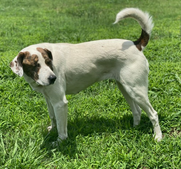 Bianca, an adoptable Pointer, Spaniel in Farmersville, TX, 75442 | Photo Image 3