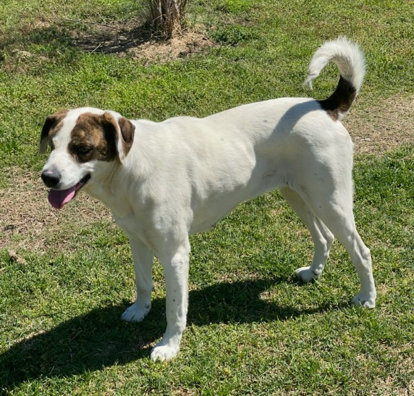 Bianca, an adoptable Pointer, Spaniel in Farmersville, TX, 75442 | Photo Image 4
