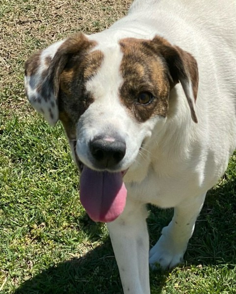 Bianca, an adoptable Pointer, Spaniel in Farmersville, TX, 75442 | Photo Image 5