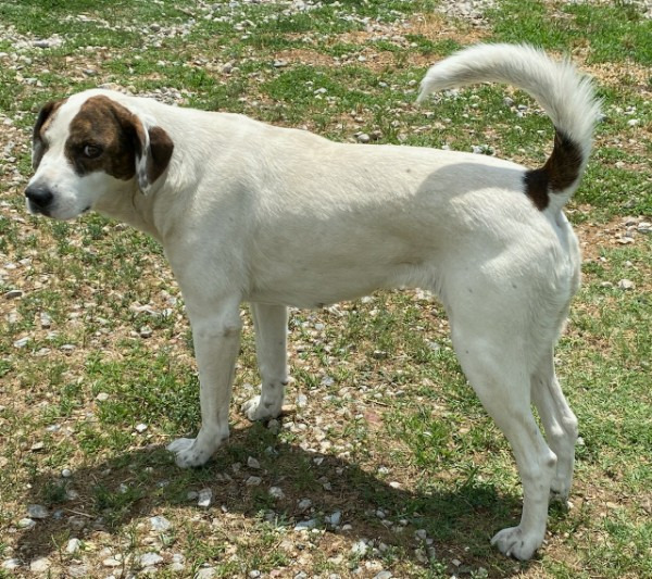 Bianca, an adoptable Pointer, Spaniel in Farmersville, TX, 75442 | Photo Image 6
