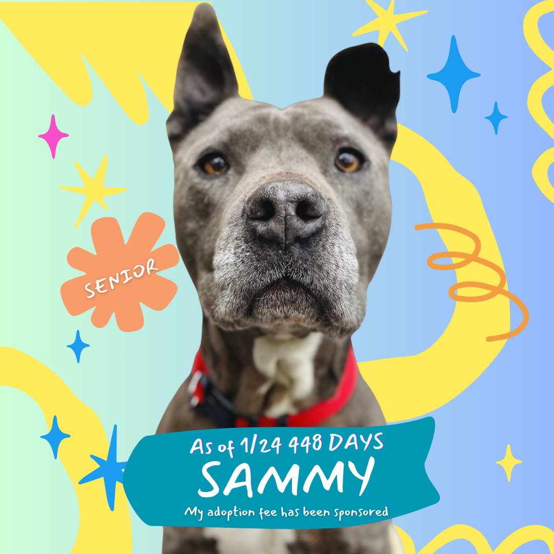 Sammy, an adoptable Pit Bull Terrier in Oakland, CA, 94601 | Photo Image 1