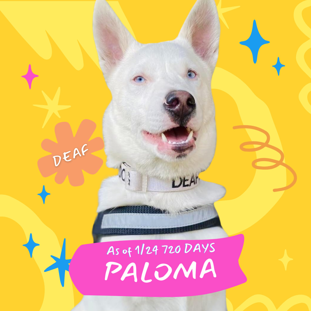 Paloma, an adoptable Australian Cattle Dog / Blue Heeler, Siberian Husky in Oakland, CA, 94601 | Photo Image 1