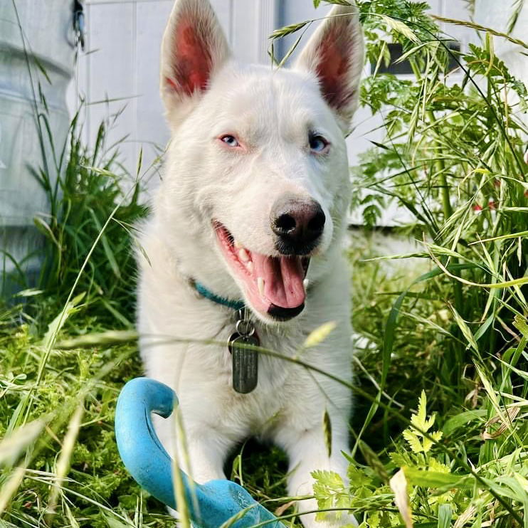 Paloma, an adoptable Australian Cattle Dog / Blue Heeler, Siberian Husky in Oakland, CA, 94601 | Photo Image 1