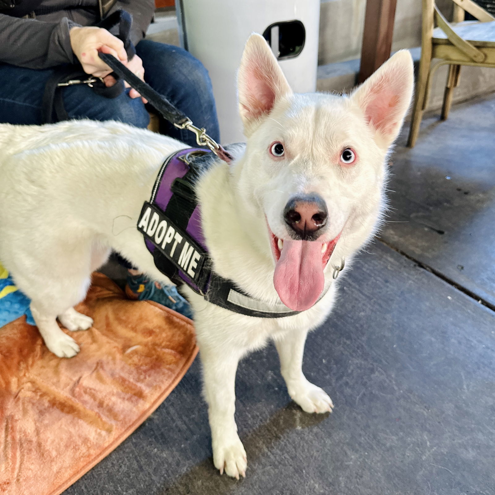 Paloma, an adoptable Australian Cattle Dog / Blue Heeler, Siberian Husky in Oakland, CA, 94601 | Photo Image 1