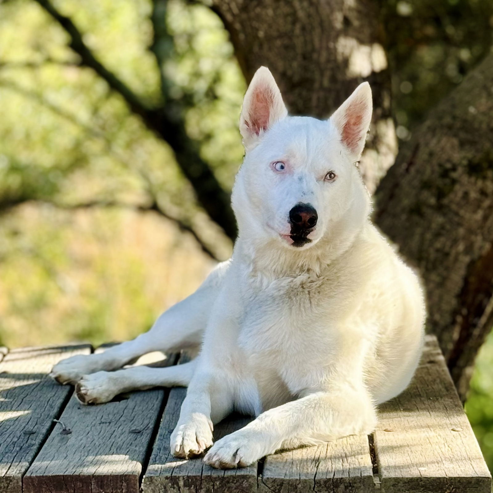 Paloma, an adoptable Australian Cattle Dog / Blue Heeler, Siberian Husky in Oakland, CA, 94601 | Photo Image 1