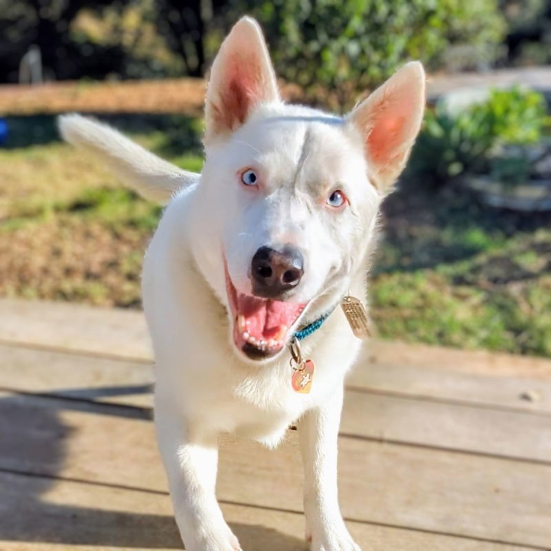 Paloma, an adoptable Australian Cattle Dog / Blue Heeler, Siberian Husky in Oakland, CA, 94601 | Photo Image 1