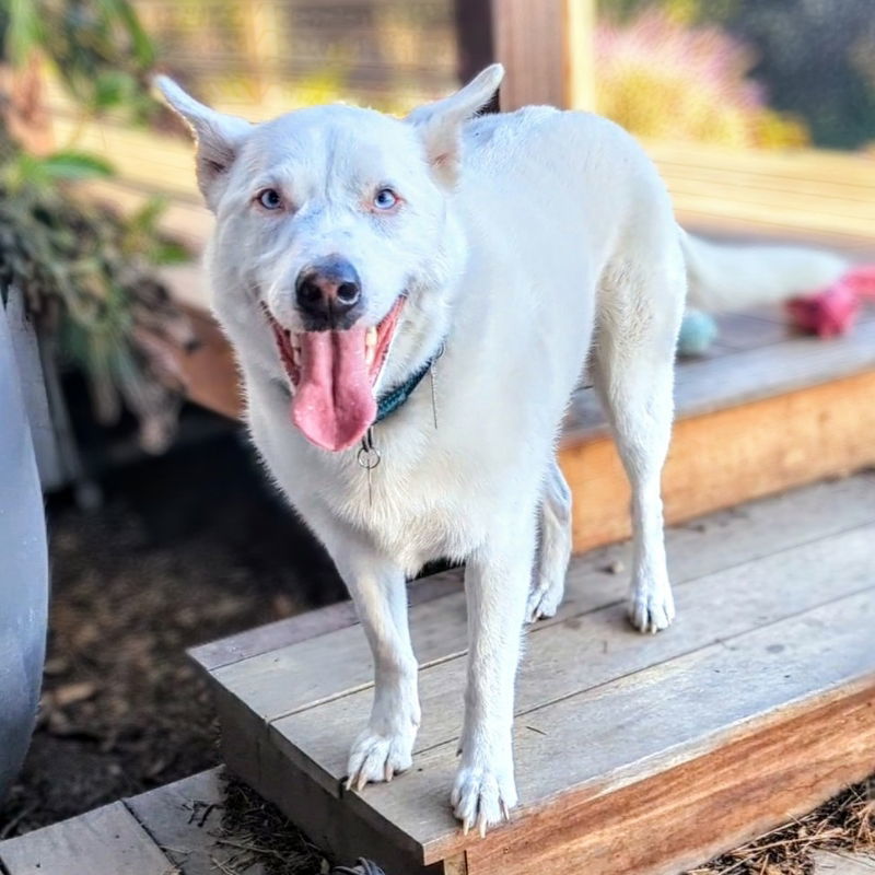 Paloma, an adoptable Australian Cattle Dog / Blue Heeler, Siberian Husky in Oakland, CA, 94601 | Photo Image 2