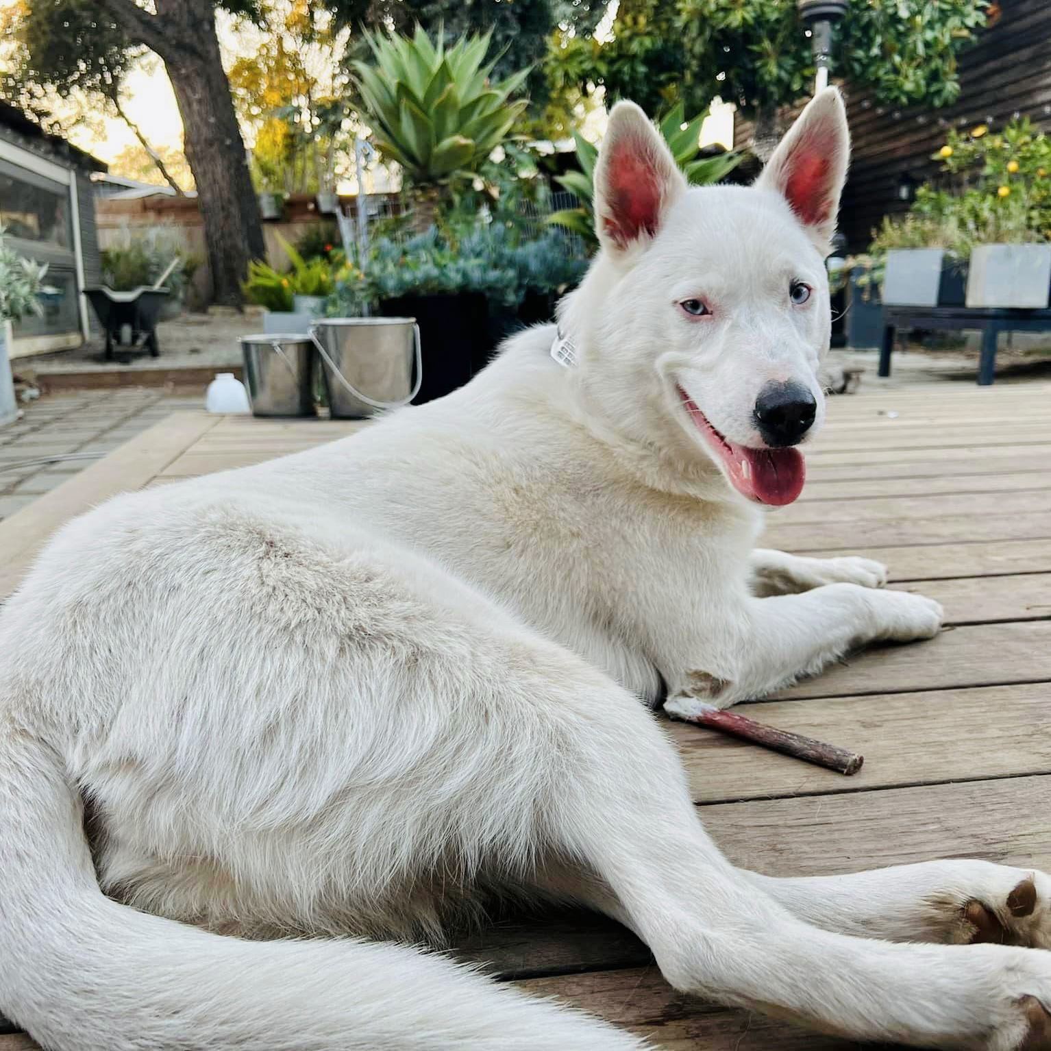 Paloma, an adoptable Australian Cattle Dog / Blue Heeler, Siberian Husky in Oakland, CA, 94601 | Photo Image 3