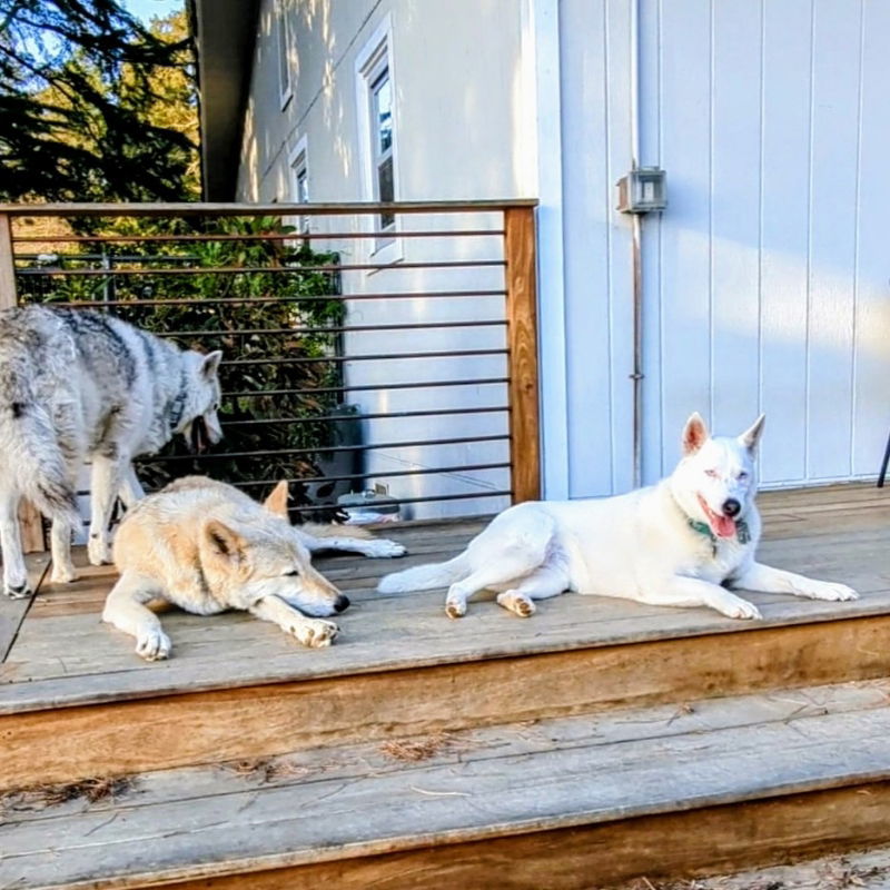 Paloma, an adoptable Australian Cattle Dog / Blue Heeler, Siberian Husky in Oakland, CA, 94601 | Photo Image 3