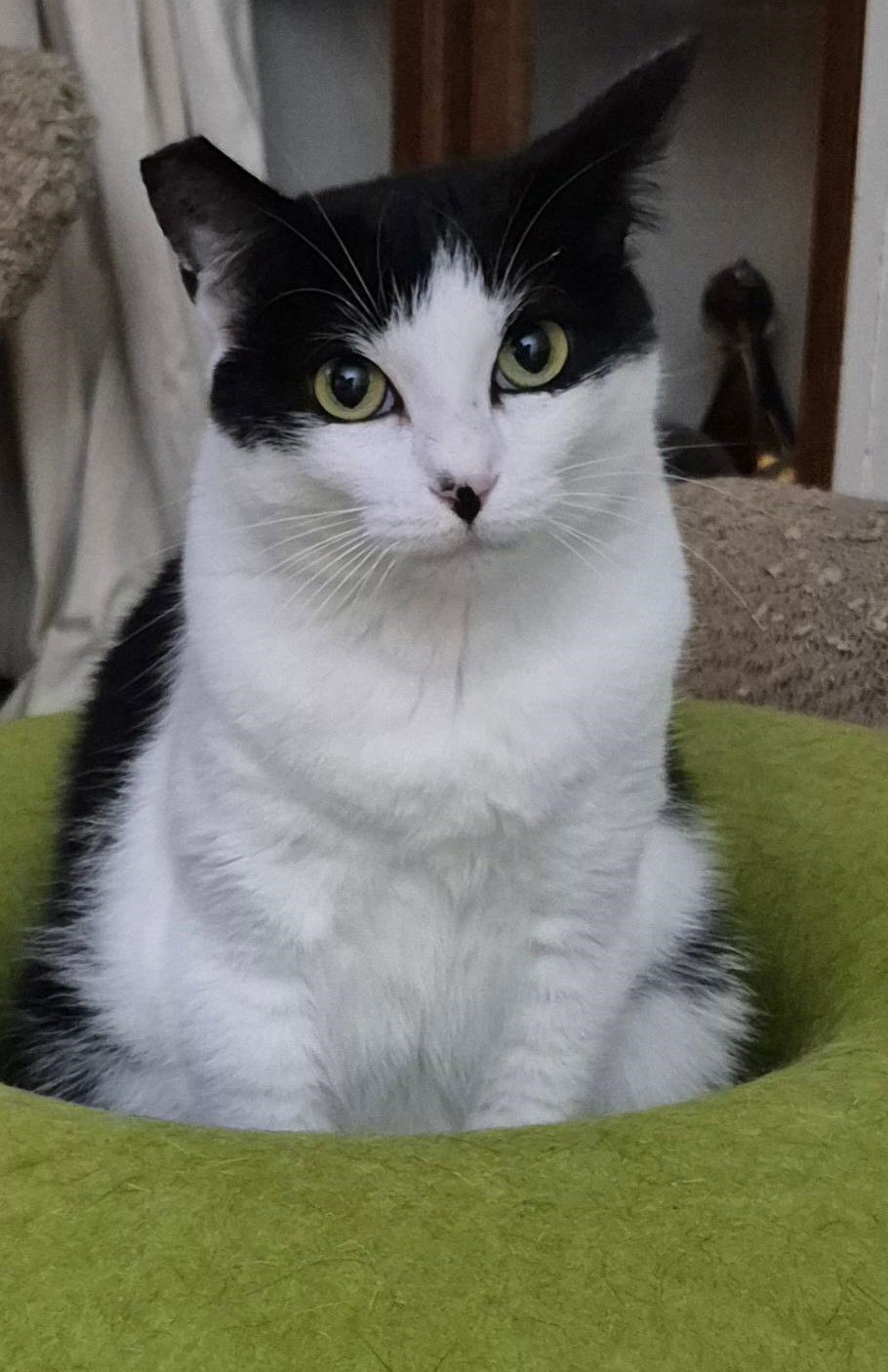 Ava (Courtesy Post), an adoptable Domestic Short Hair in San Jose, CA, 95112 | Photo Image 2