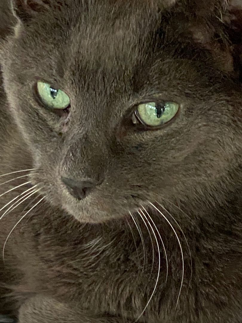 Yang, an adoptable Russian Blue, Domestic Short Hair in New Canaan, CT, 06840 | Photo Image 1