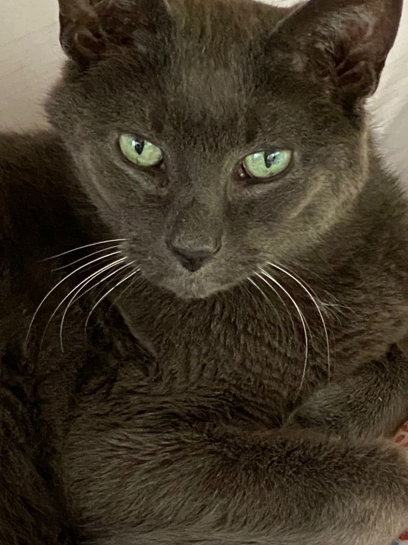 Yang, an adoptable Russian Blue, Domestic Short Hair in New Canaan, CT, 06840 | Photo Image 2