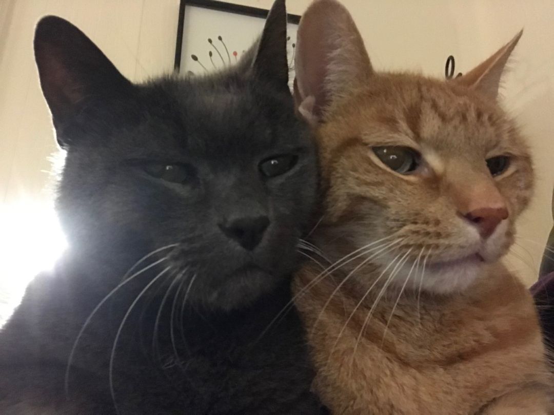 Yang, an adoptable Russian Blue, Domestic Short Hair in New Canaan, CT, 06840 | Photo Image 3