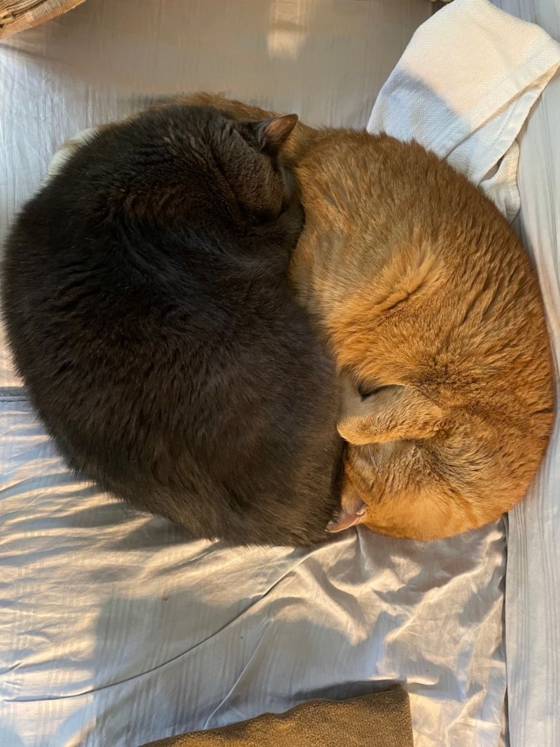 Yang, an adoptable Russian Blue, Domestic Short Hair in New Canaan, CT, 06840 | Photo Image 4