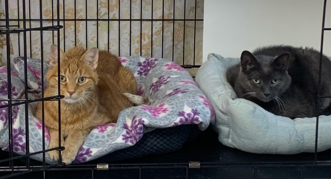 Yang, an adoptable Russian Blue, Domestic Short Hair in New Canaan, CT, 06840 | Photo Image 5