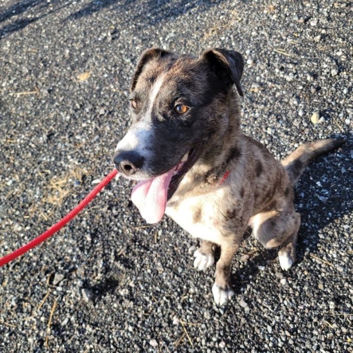 Cajun, an adopted Catahoula Leopard Dog Mix in Enola, PA_image-2