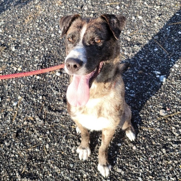 Cajun, an adopted Catahoula Leopard Dog Mix in Enola, PA_image-3