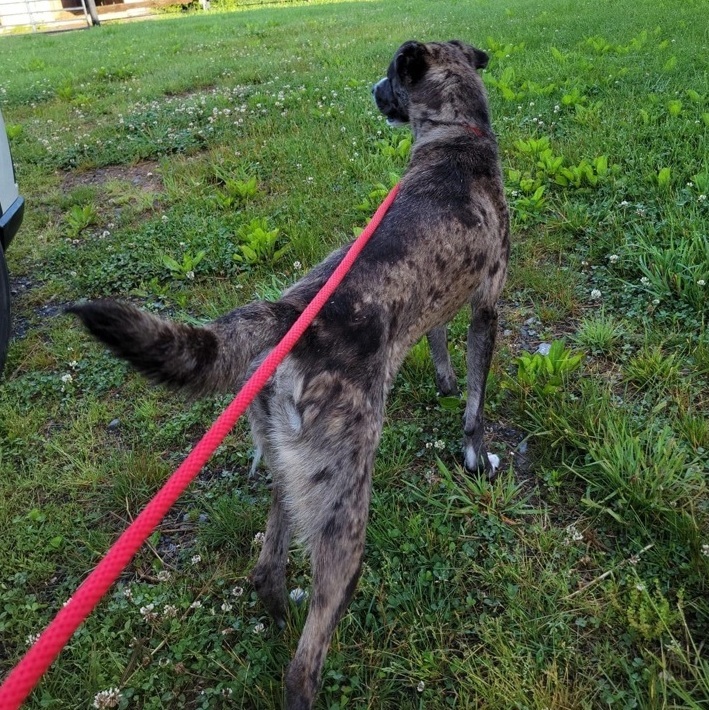 Cajun, an adopted Catahoula Leopard Dog Mix in Enola, PA_image-5