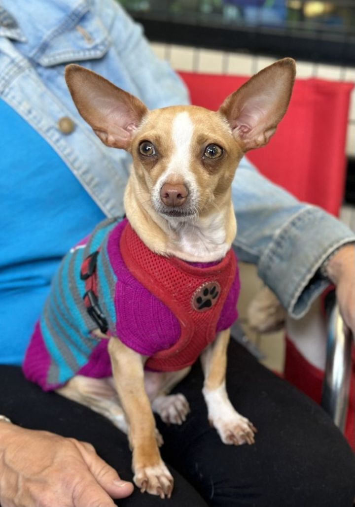Mimia , an adoptable Chihuahua in Los Alamitos, CA_image-1