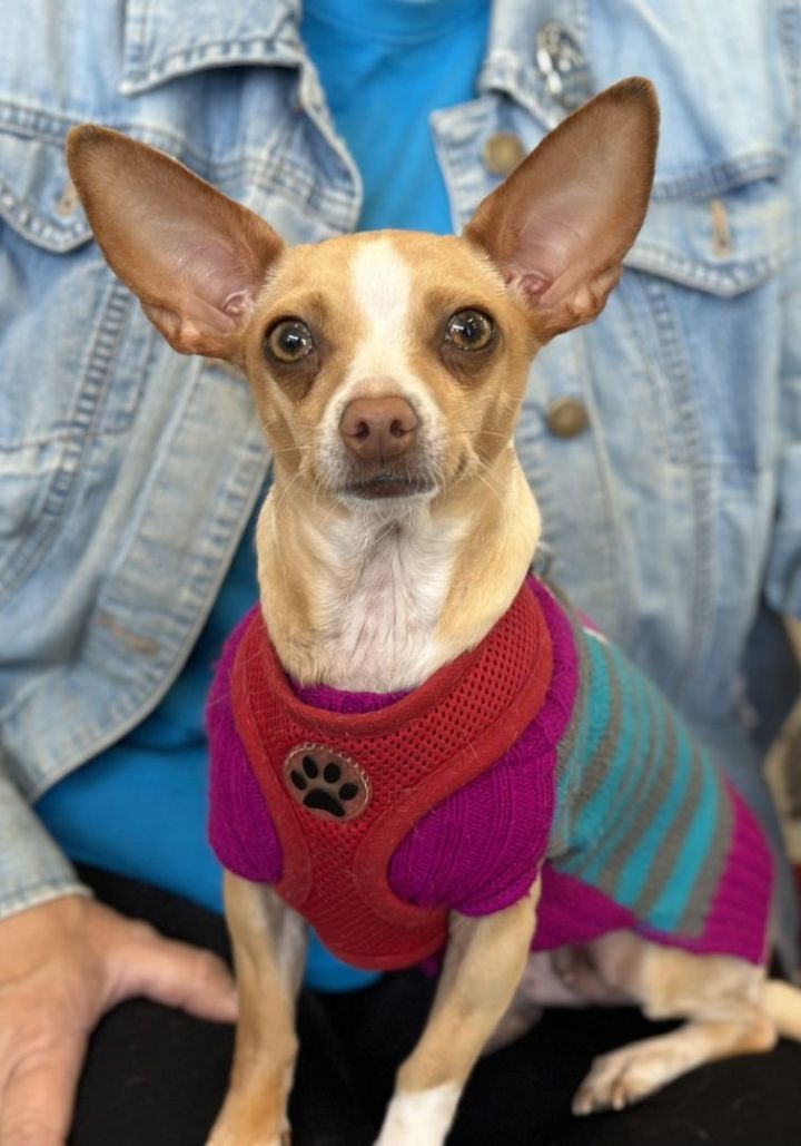 Mimia , an adoptable Chihuahua in Los Alamitos, CA_image-2
