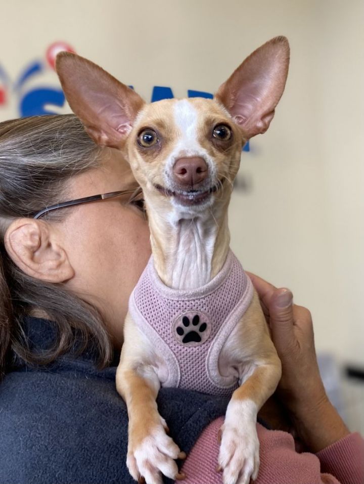 Mimia , an adoptable Chihuahua in Los Alamitos, CA_image-4