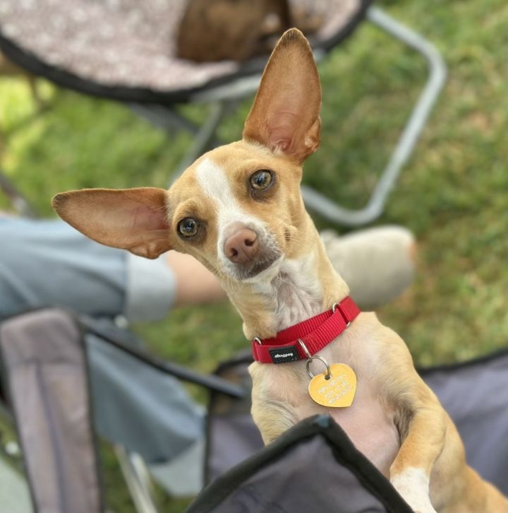 Mimia , an adoptable Chihuahua in Los Alamitos, CA_image-6