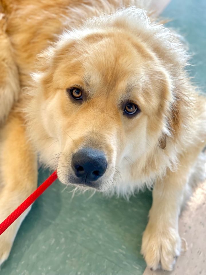 Beau, an adoptable Great Pyrenees & Golden Retriever Mix in Fayetteville, AR_image-1