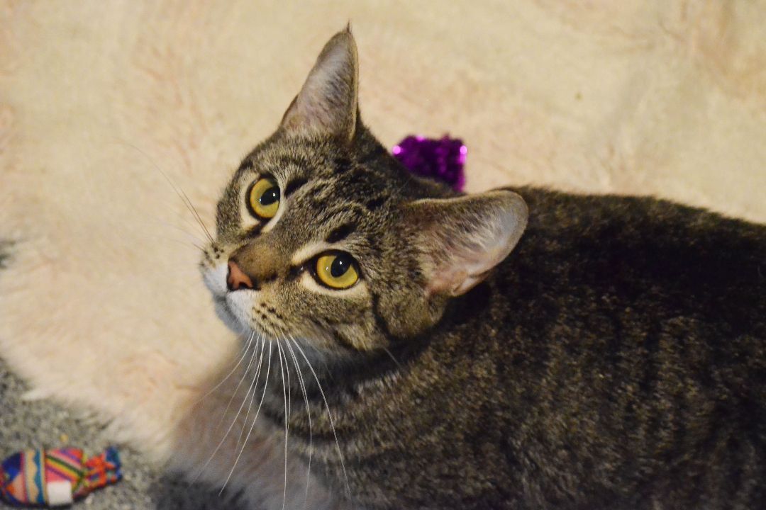 Cat for adoption Furfrou, a Domestic Short Hair in Lincoln, NE