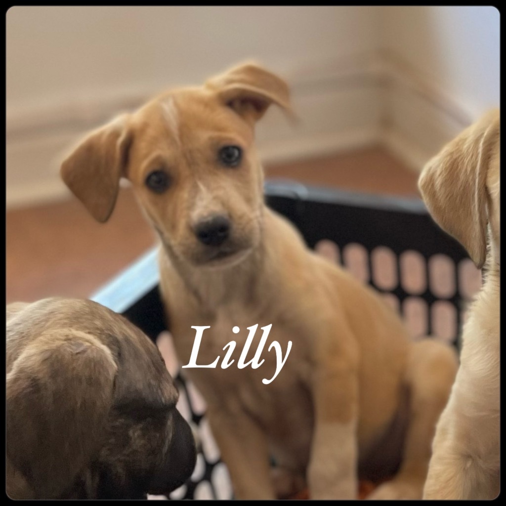 Lilly