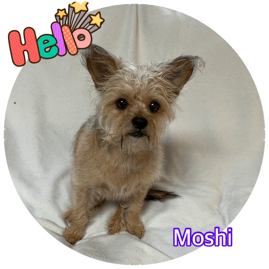 Moshi detail page