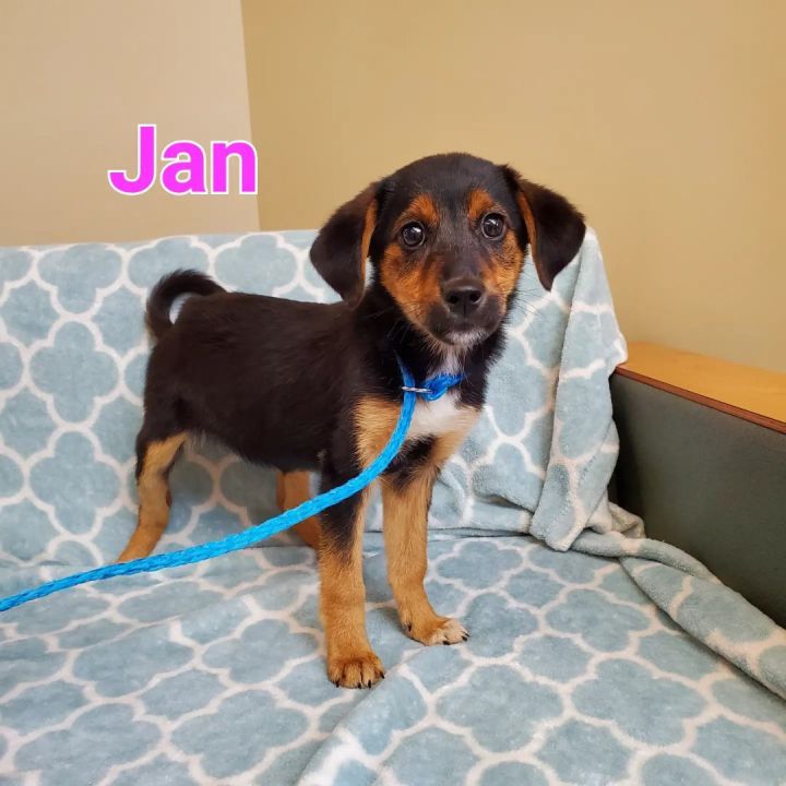 Jan, an adoptable Collie Mix in Naperville, IL_image-1