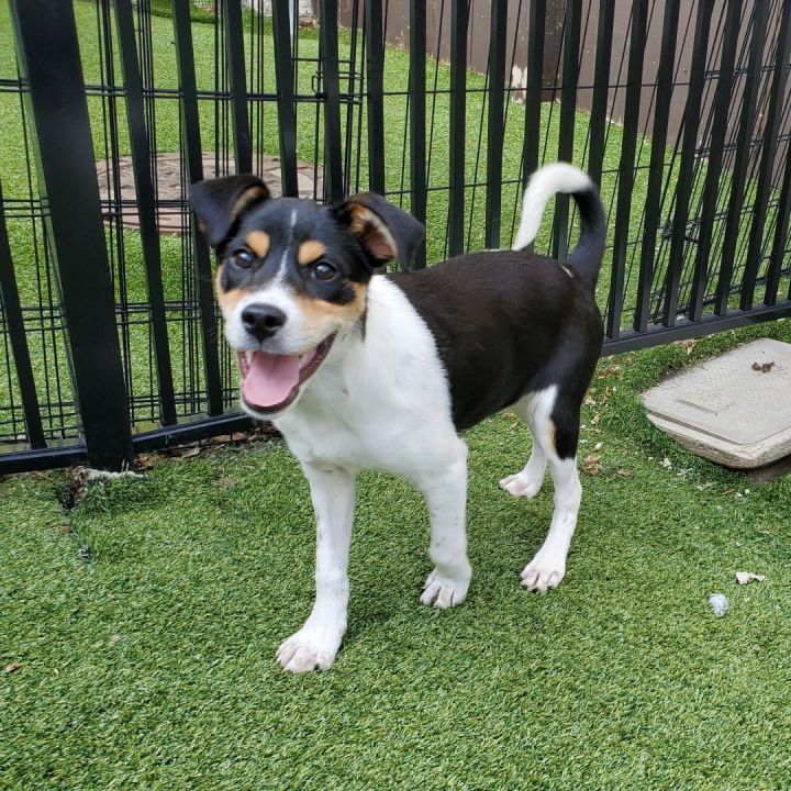 Alice, an adoptable Collie Mix in Naperville, IL_image-1