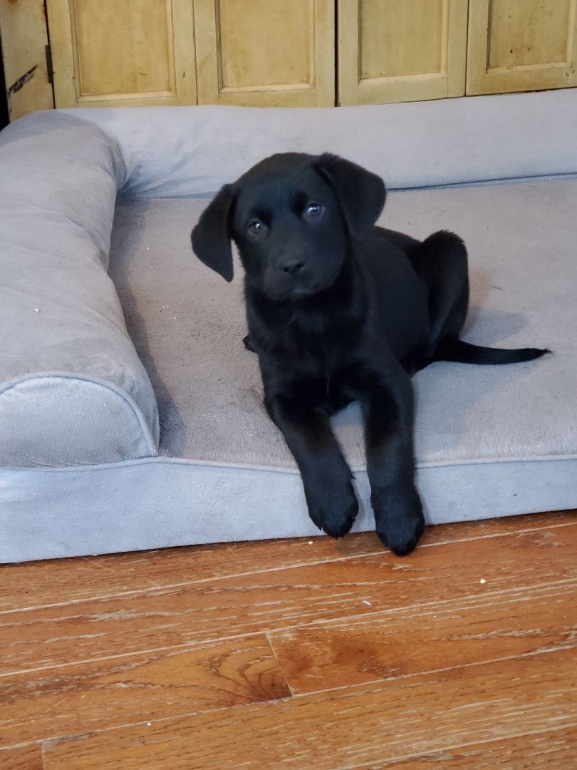 Lab mixed pups