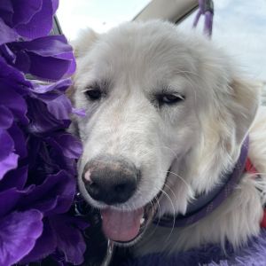 Brenner, Adult Male Great Pyrenees