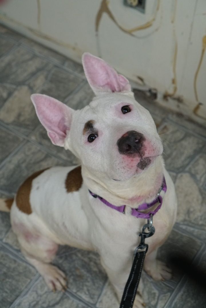 Comfrey, an adopted Bull Terrier Mix in Jersey City, NJ_image-5