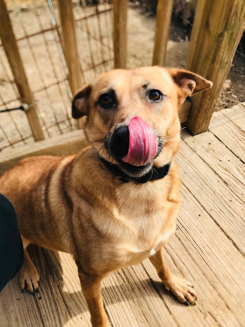 Destiny , an adoptable Terrier, Cattle Dog in Oak Ridge, TN, 37830 | Photo Image 2