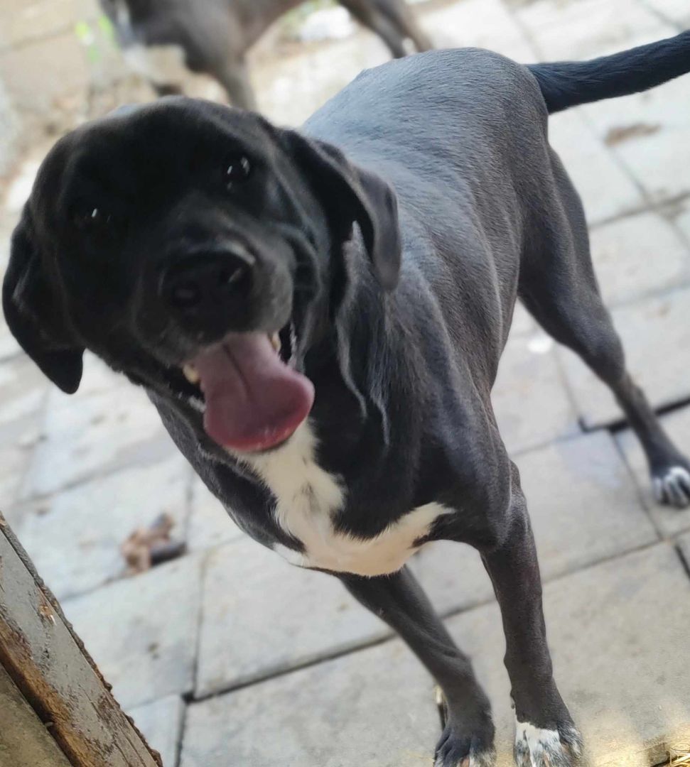 Knight, an adoptable Great Dane, Hound in Lonsdale, AR, 72087 | Photo Image 3