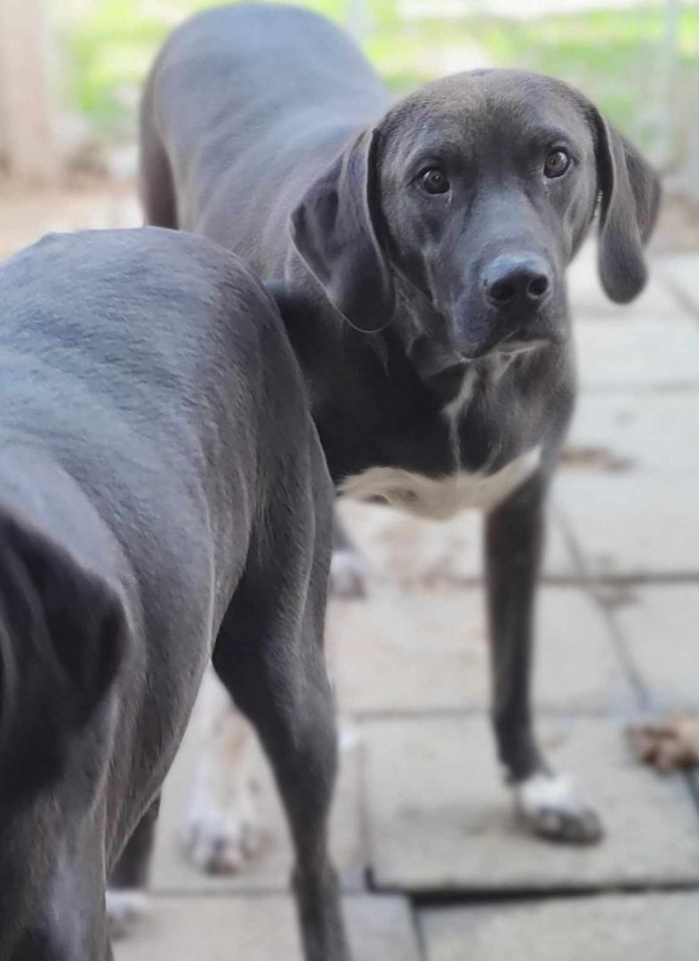 Knight, an adoptable Great Dane, Hound in Lonsdale, AR, 72087 | Photo Image 5
