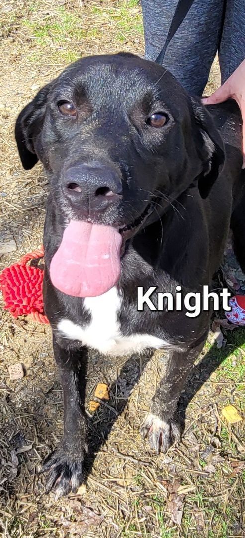 Knight, an adoptable Great Dane, Hound in Lonsdale, AR, 72087 | Photo Image 6