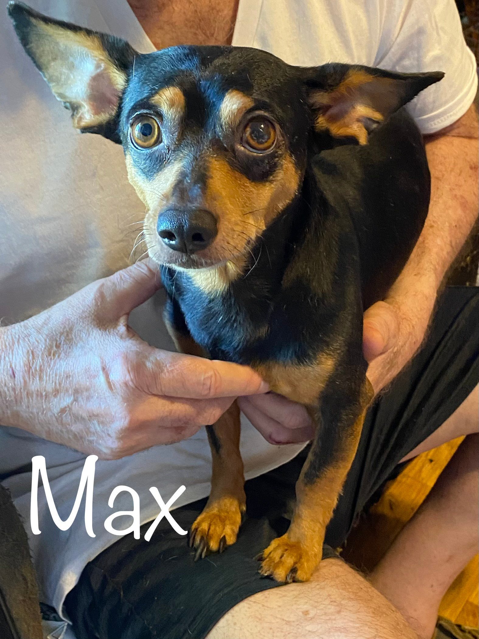 Max - Available!