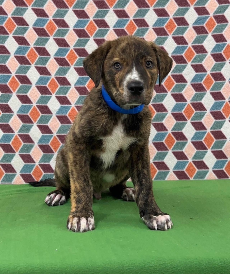 Kevin, an adoptable Mixed Breed in Longview, TX, 75605 | Photo Image 2