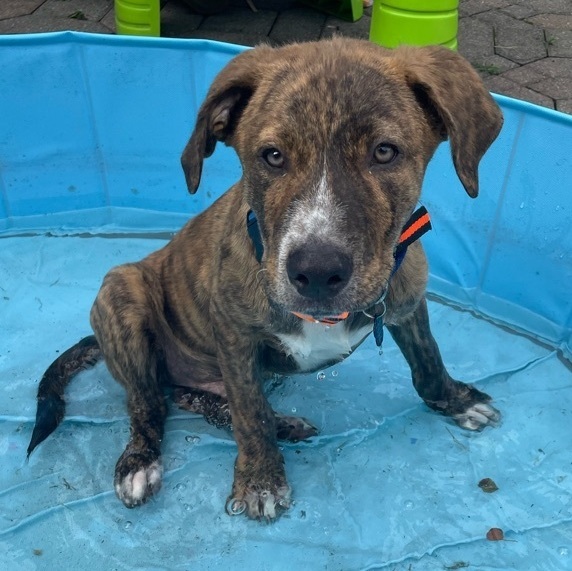 Kevin, an adoptable Mixed Breed in Longview, TX, 75605 | Photo Image 1