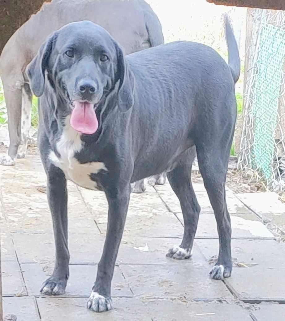 chocolate lab great dane mix