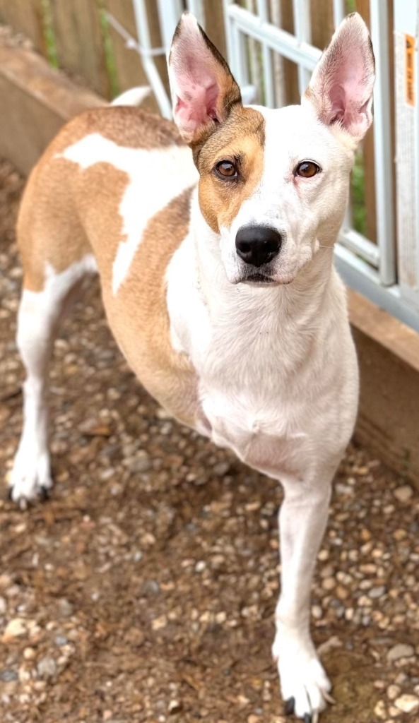 Utah Jazz, an adoptable Basenji, Cattle Dog in El Dorado, AR, 71730 | Photo Image 1