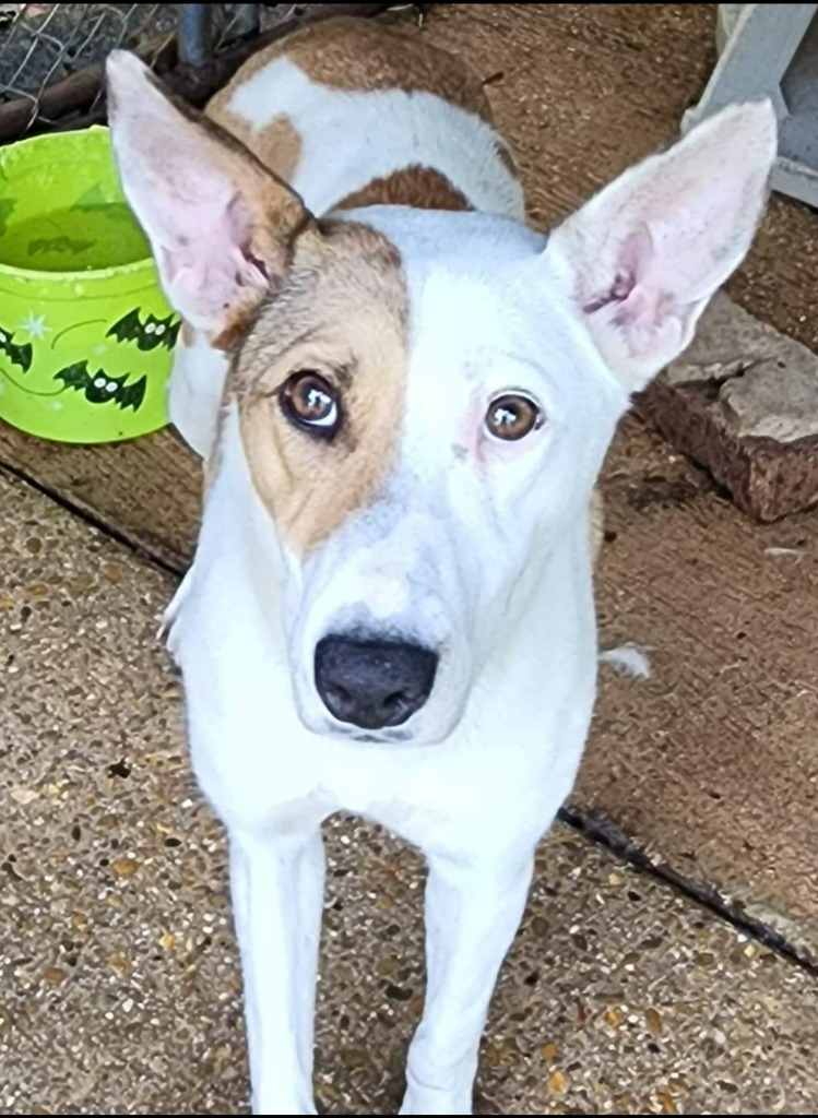 Utah Jazz, an adoptable Basenji, Cattle Dog in El Dorado, AR, 71730 | Photo Image 2